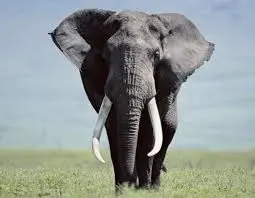 I sogni diventano realtà passo dopo passo, proprio come un elefante che cammina nella savana.»